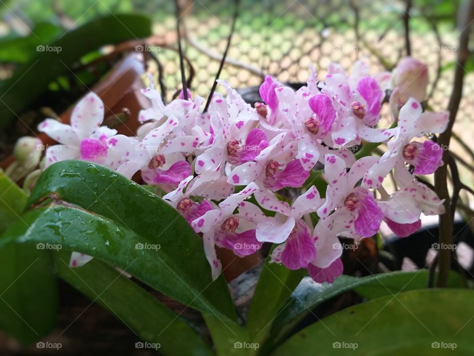 Rhynchostylis gigantea orchid.