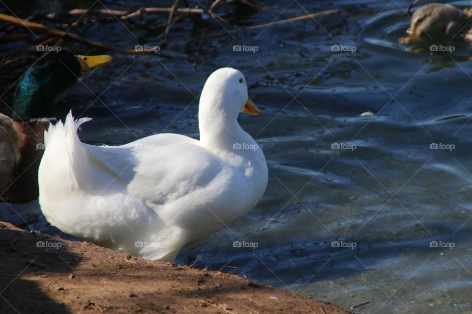 White Duck at Waters Edge