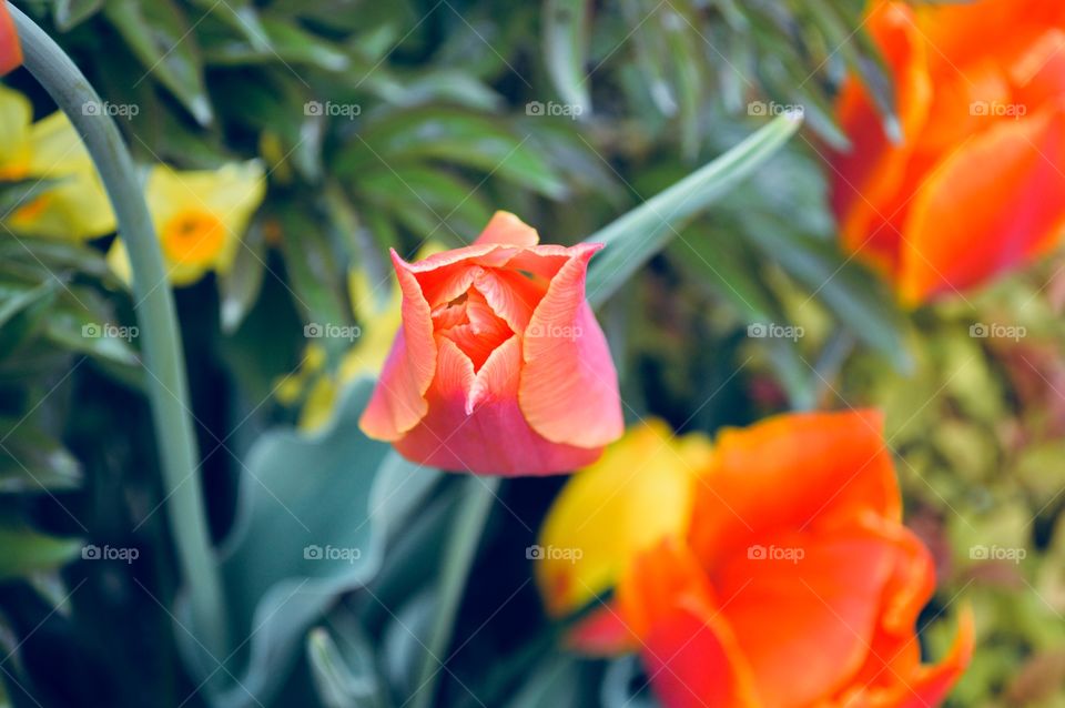 Pink and orange tulip photography, flower close-up, bright, blooming flower summer season 