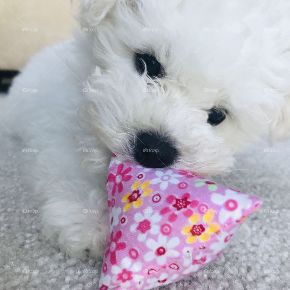 Geometry my dear fellow! Cat toy. Puppy. Baby Bichon frise. Playful. Sweet. Adorable. 