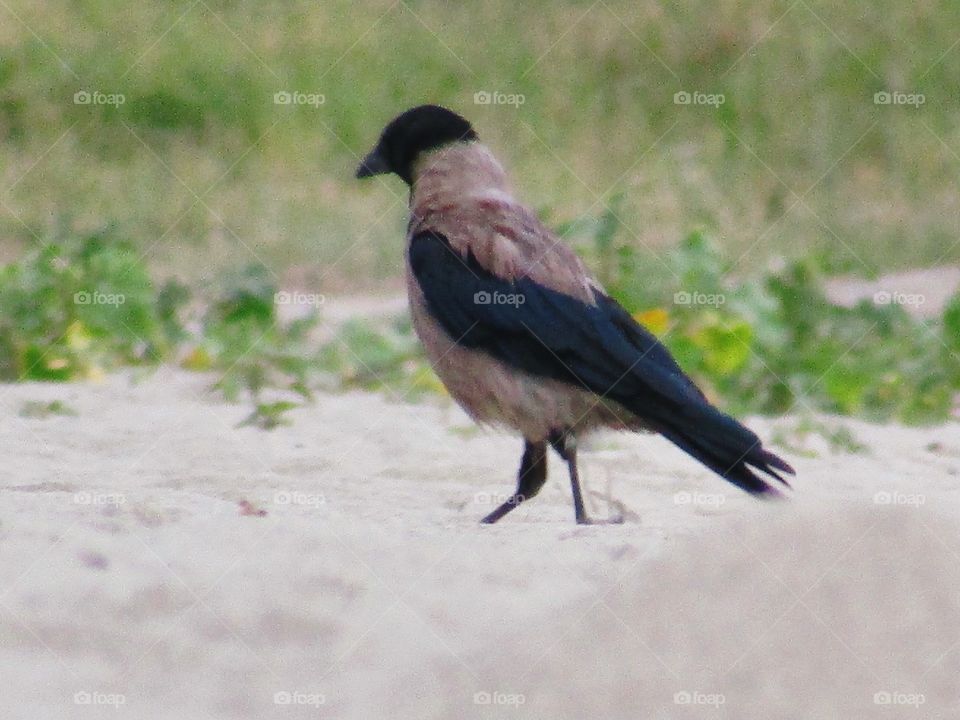 Bird walking on a beach