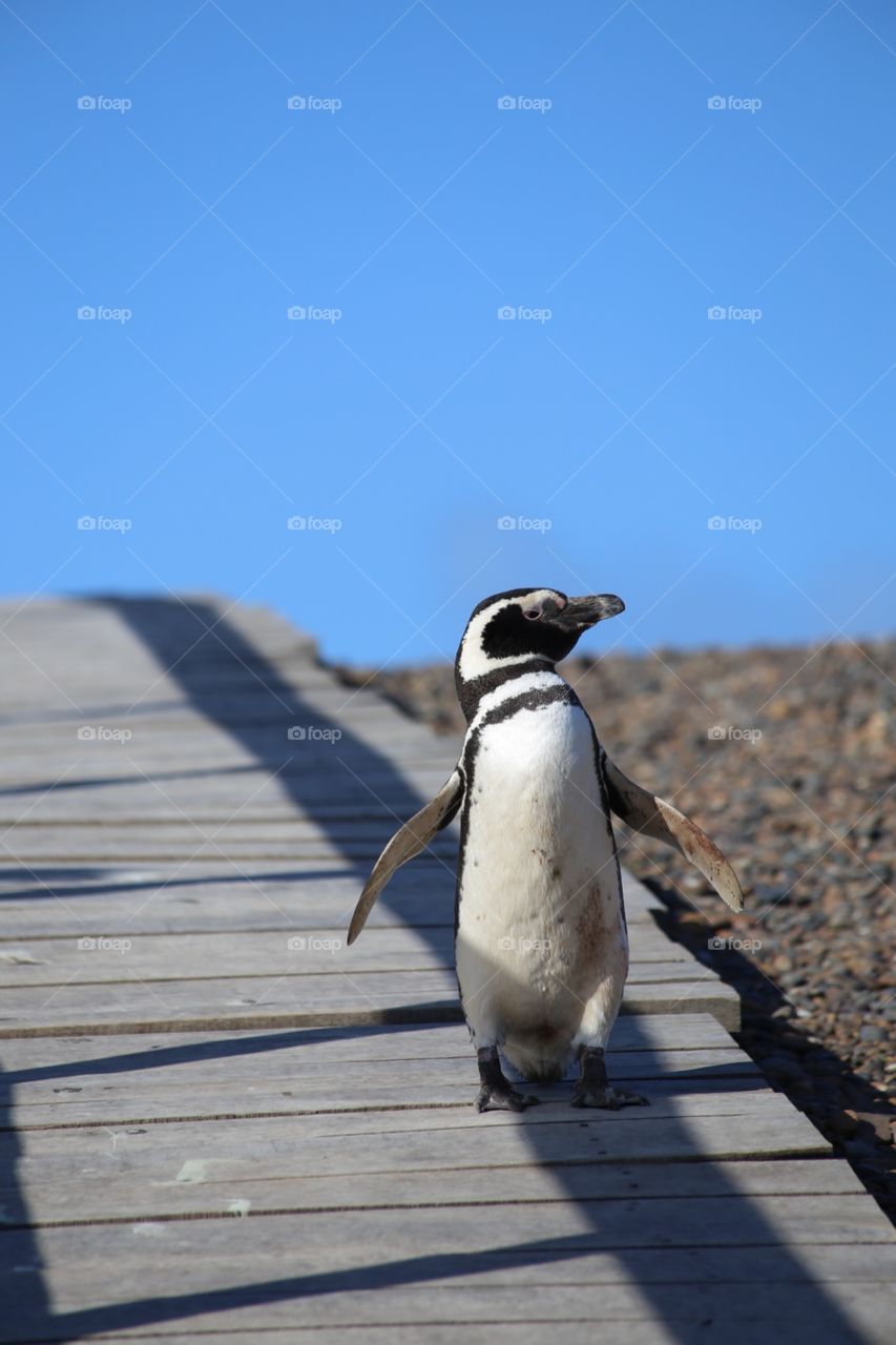 Penguin