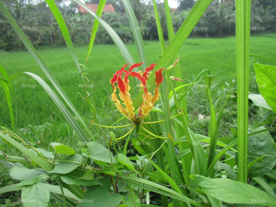 Beautiful flowers grow wild on the edge of the rice fields