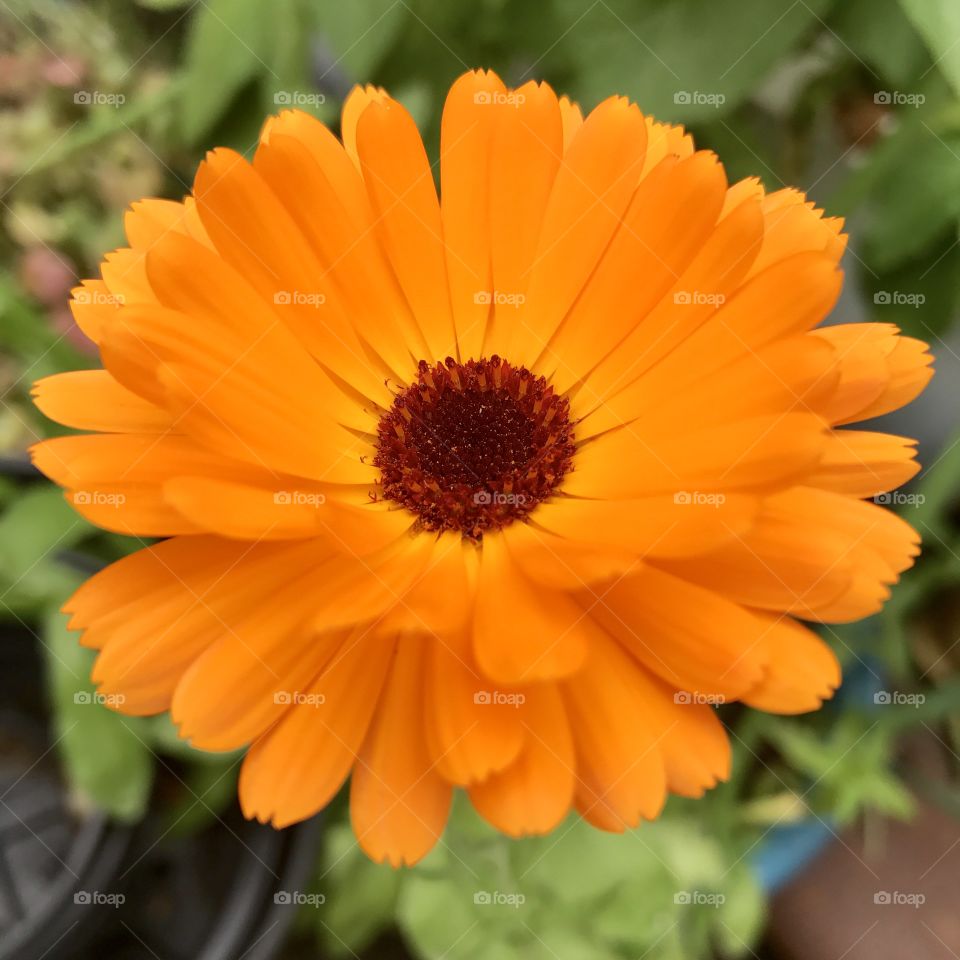 Calendula flower grown from seed. 
