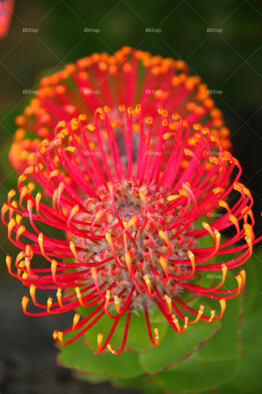 Close-up of flower stamen