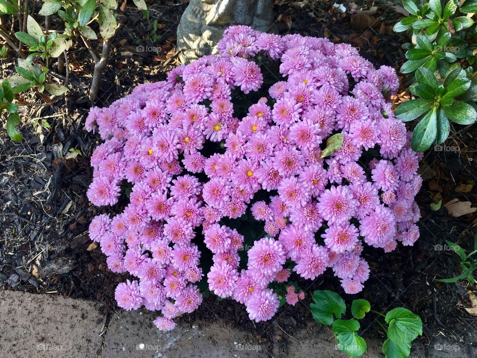 Mums purple autumn 