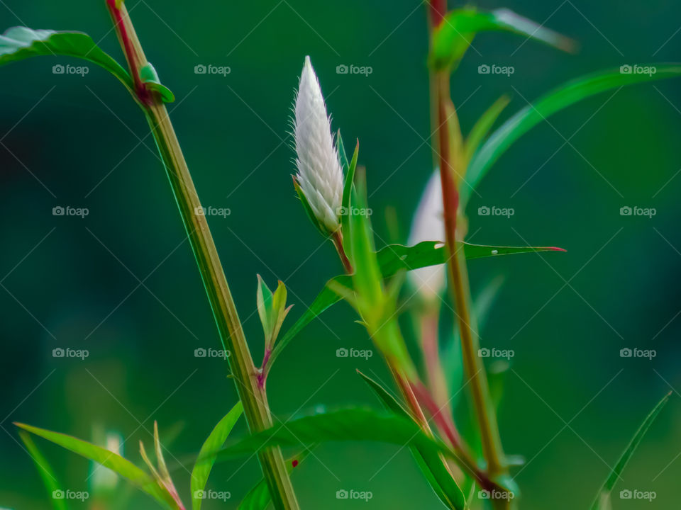 Celosia or cockscomb grass
