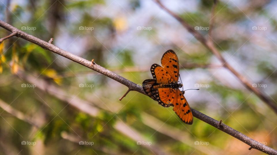 Butterfly mating on the branch