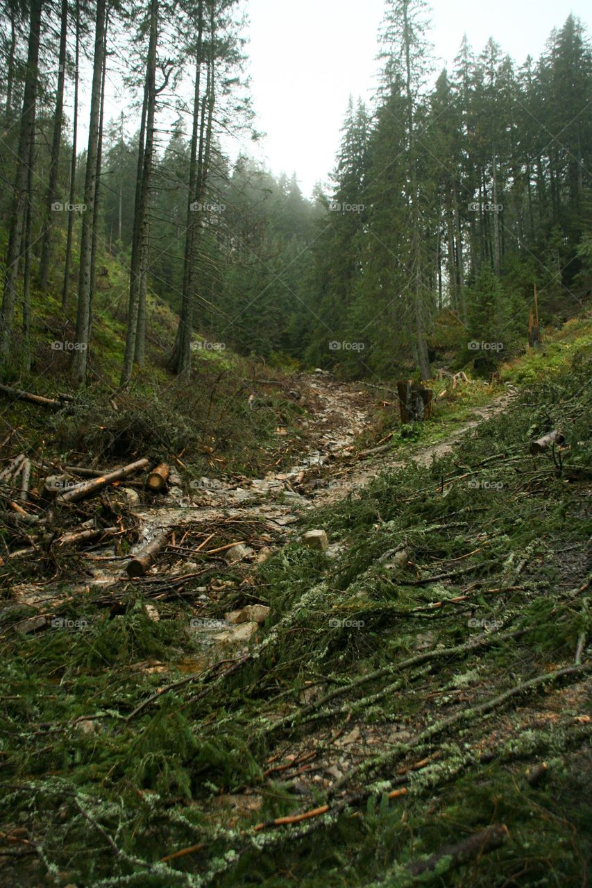 Trees knocked down by wind in the mountains