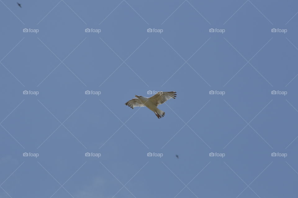 A seagull flies in the sky over the Ackerman fortress in the city of Belgorod-Dniester, Ukraine