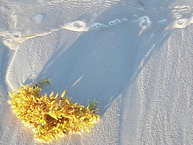 seaweed on the ocean in the Dominican Republic