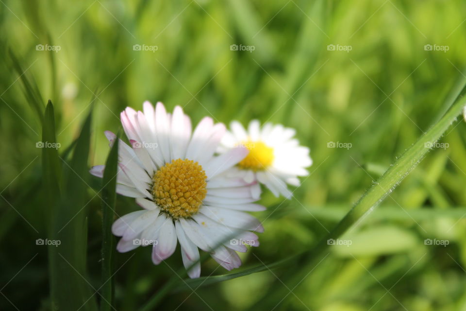 Daisy