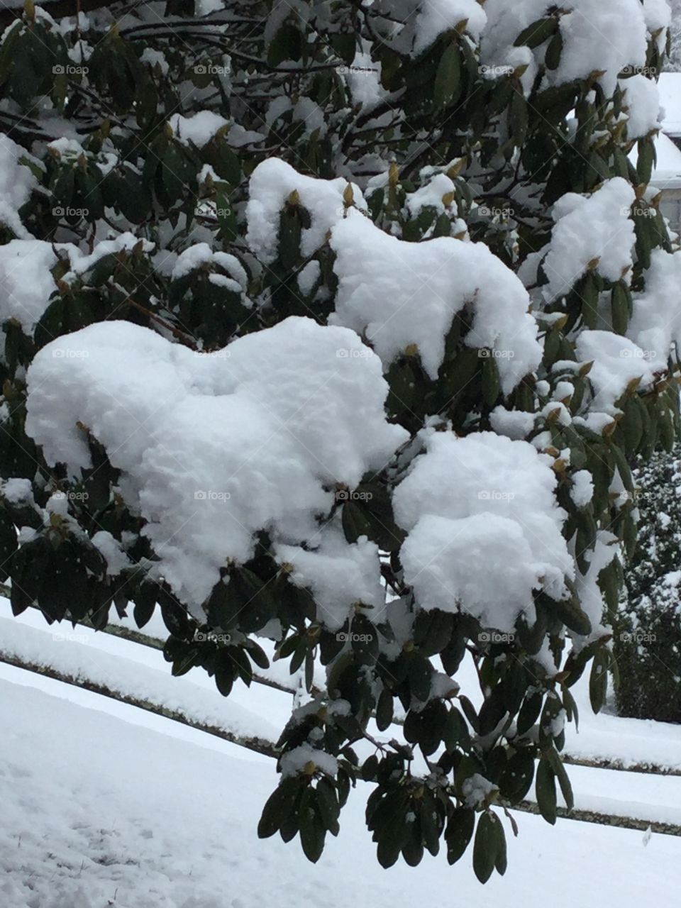 Titled...MY BEAUTIFUL WINTER BURDEN ....Rhododendron branches beautifully hanging with heavy snow...wooden split rail fence in background 