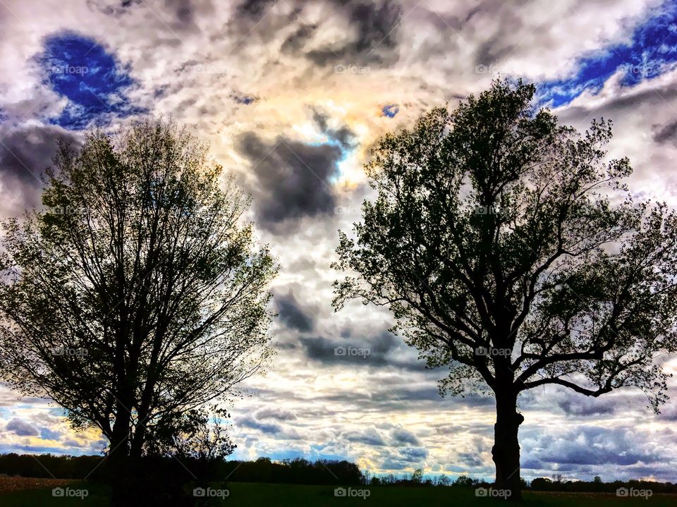 Trees and sky