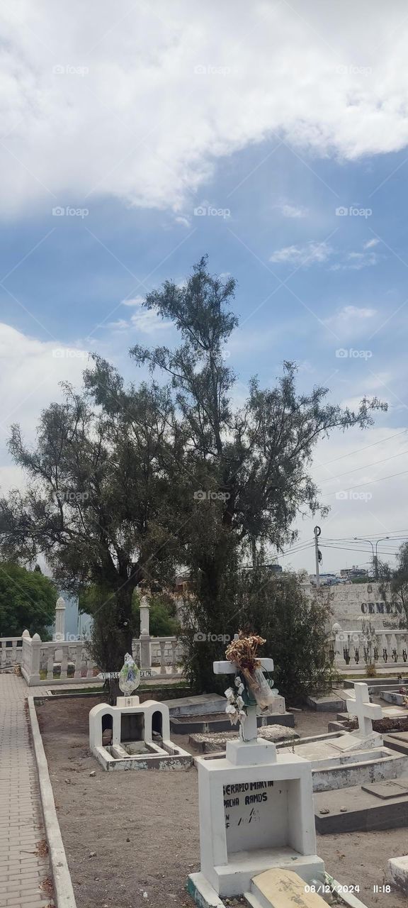 árbol cementerio