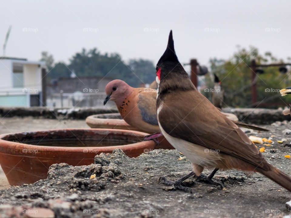 Birds of different breeds sharing food and water