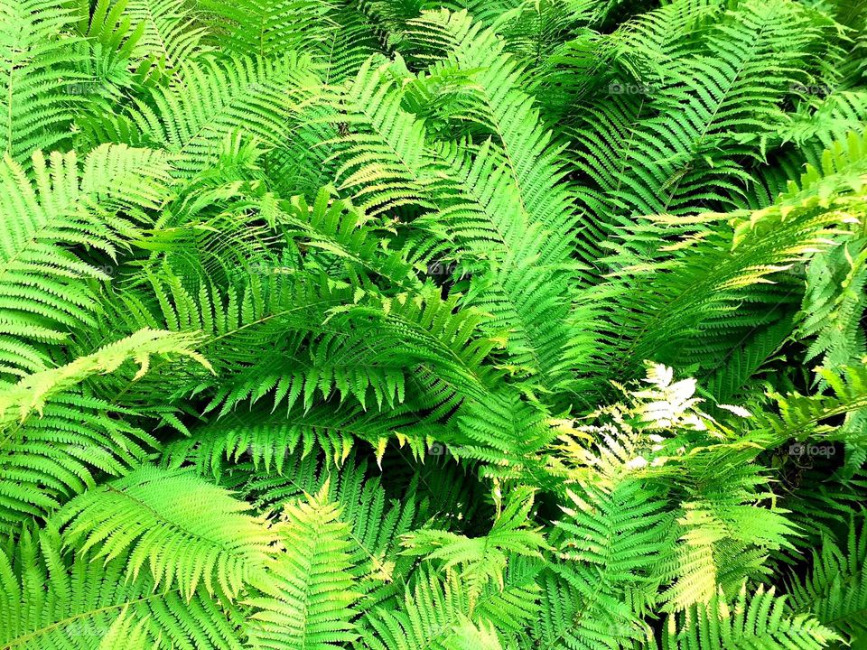 The romantic garden Odense