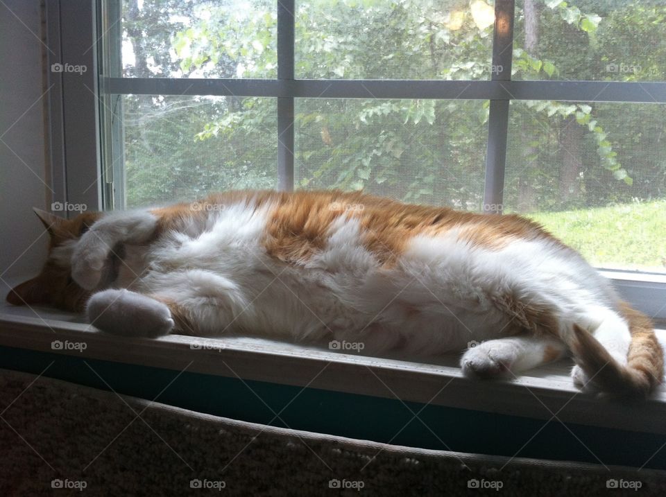 Gus Thinks It's Too Bright . My cat Gus being lazy in his favorite window. He covers his eyes when it's too bright. Very cute.