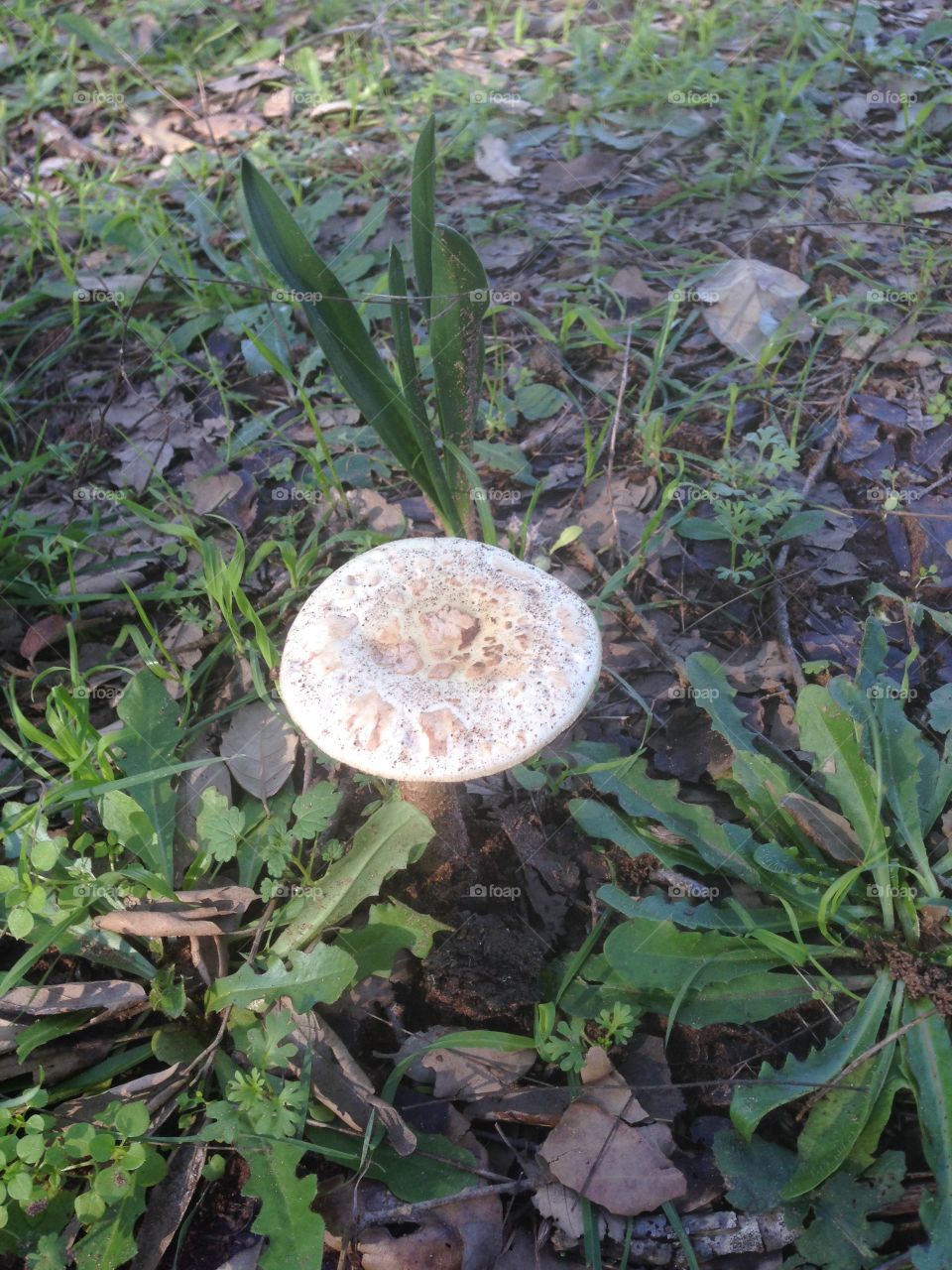 champignon