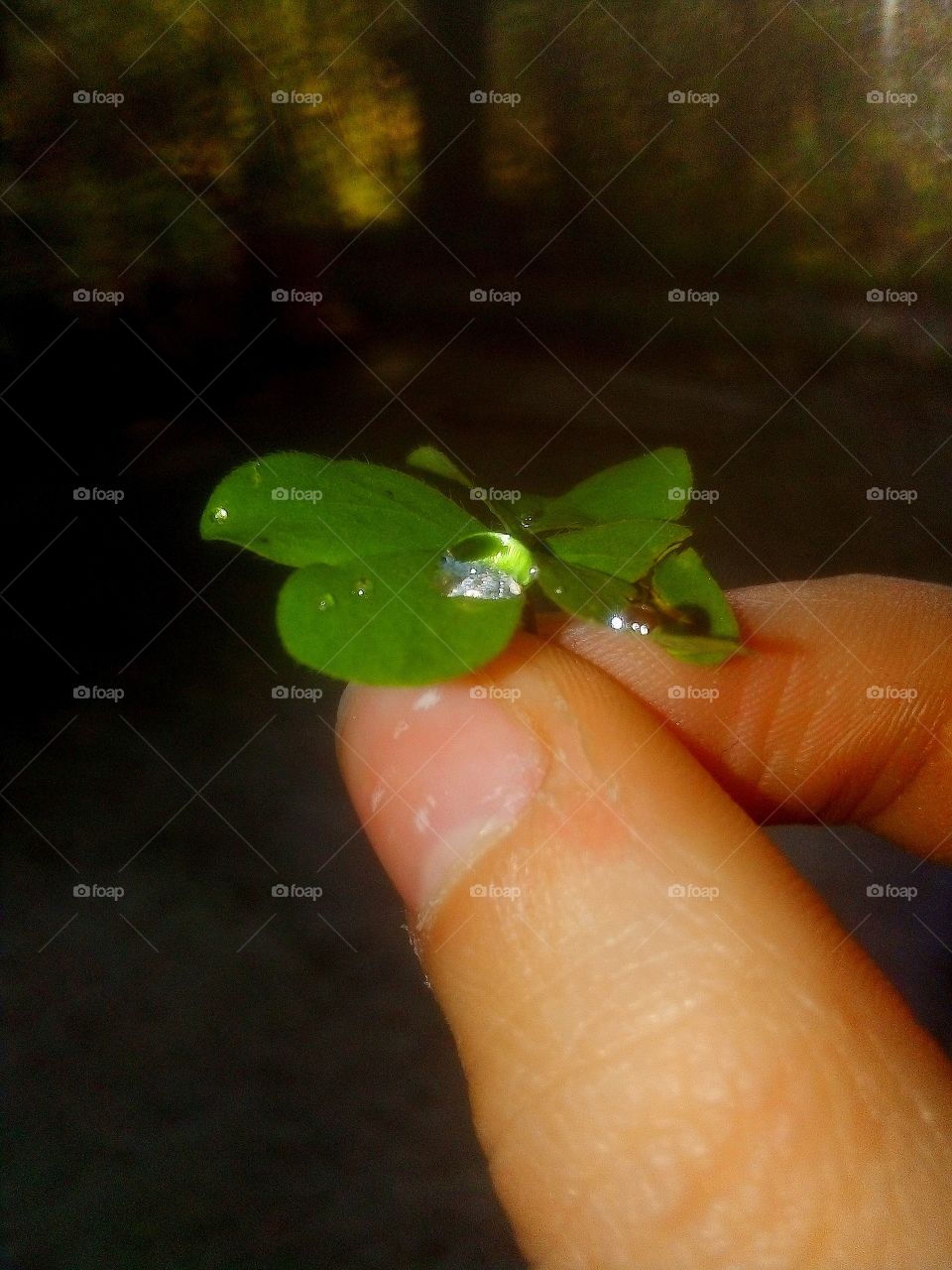 clover with dew drop seen up close