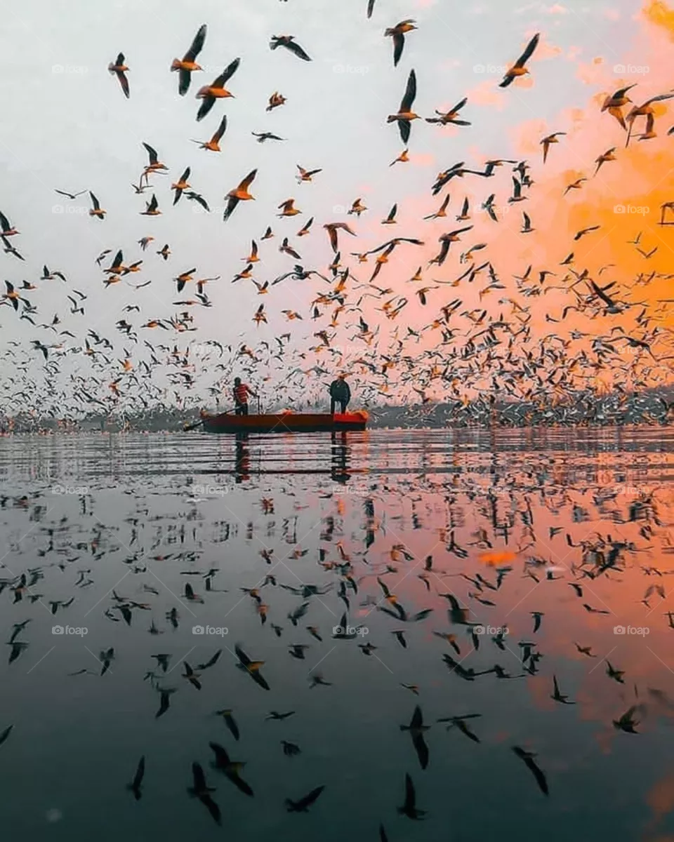 Birds