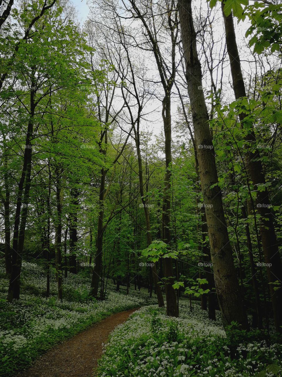 Green Forest