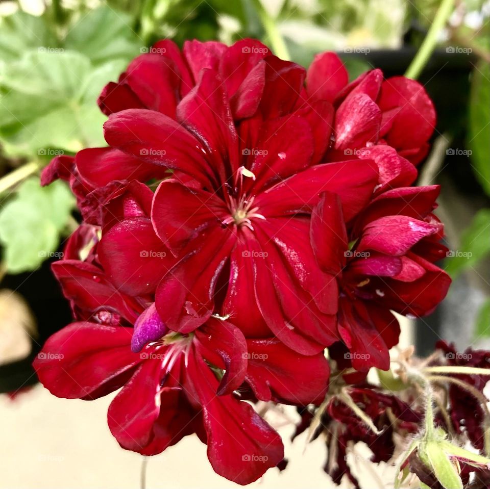 🌹 🇺🇸 Very beautiful flowers to brighten our day.  Live nature and its beauty. Did you like the delicate petals? / 🇧🇷 Flores muito bonitas para alegrar nosso dia. Viva a natureza e sua beleza. Gostaram das pétalas delicadas? 