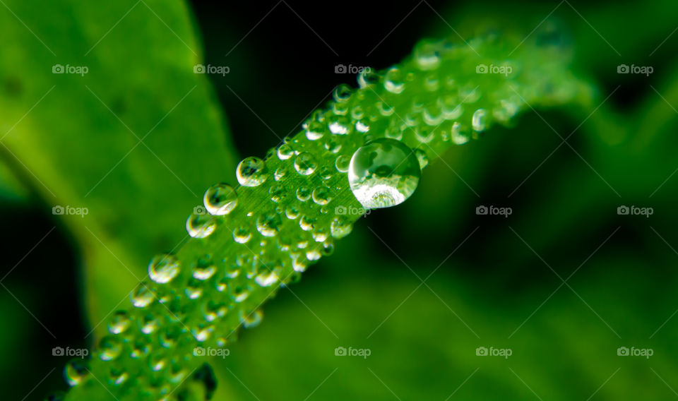 Morning dew drops on the green grass