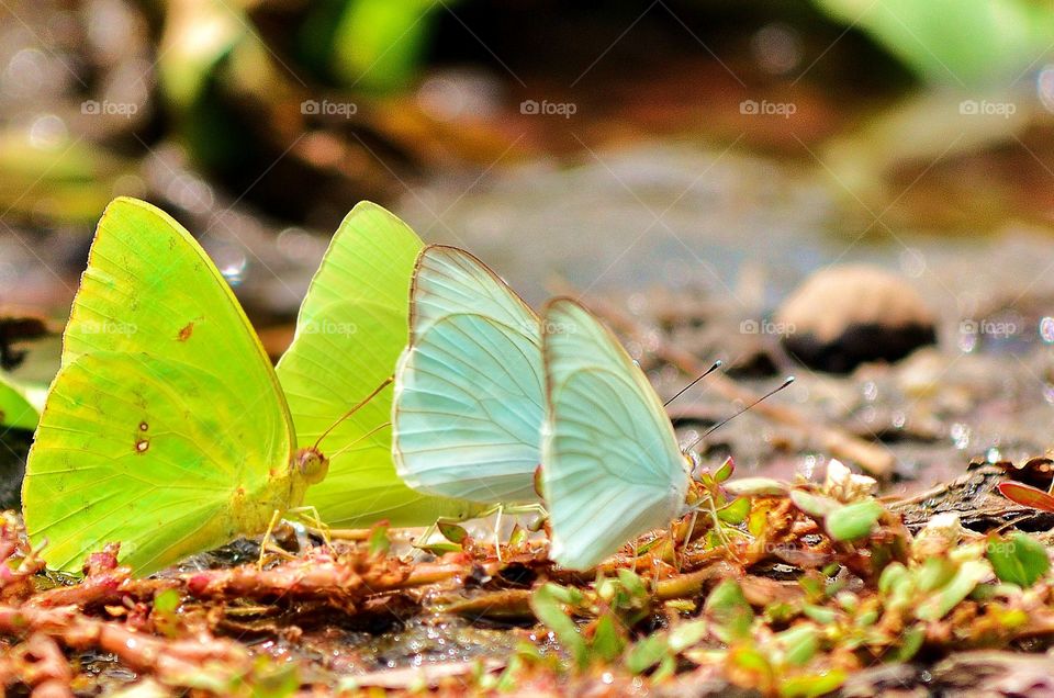 butterflies