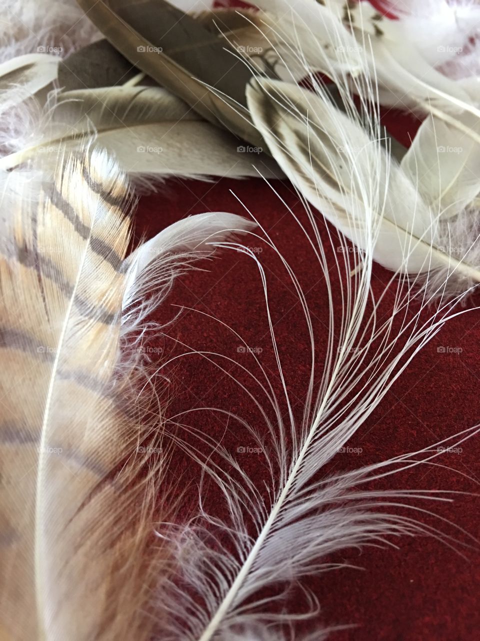 Another view assorted craft feathers 