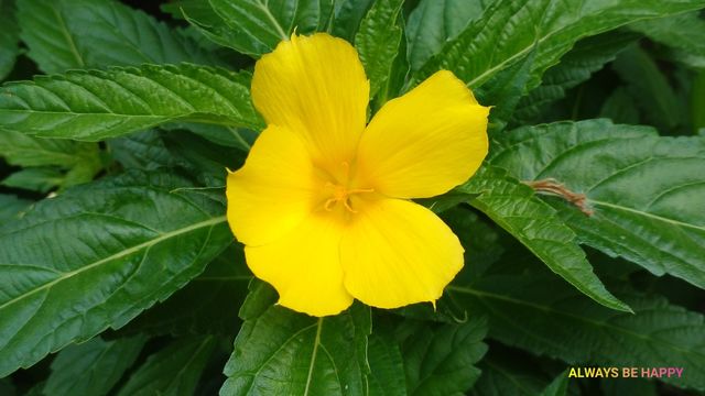 flower