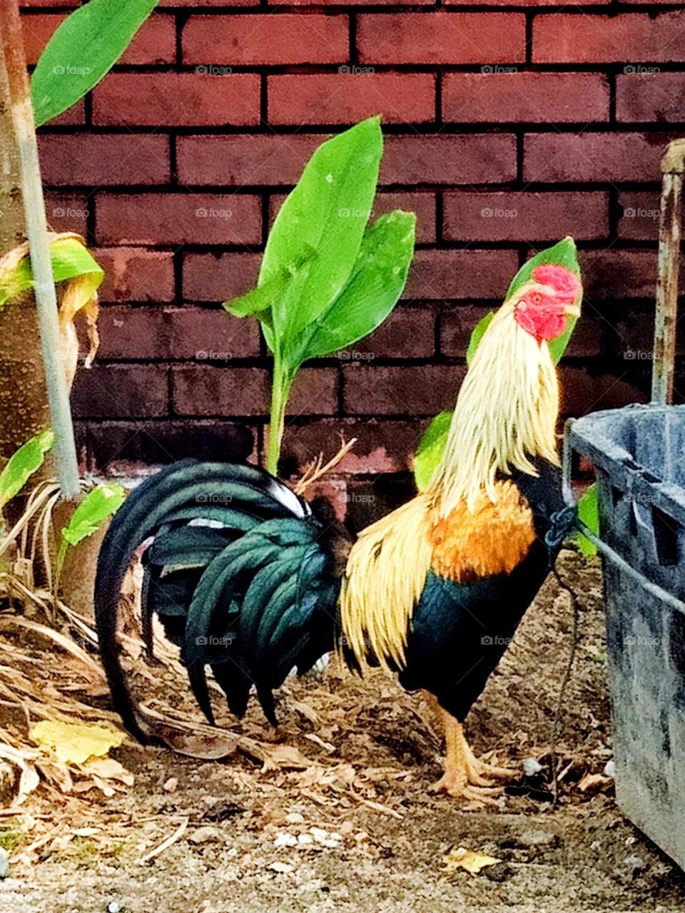 The beautiful of the rooster .