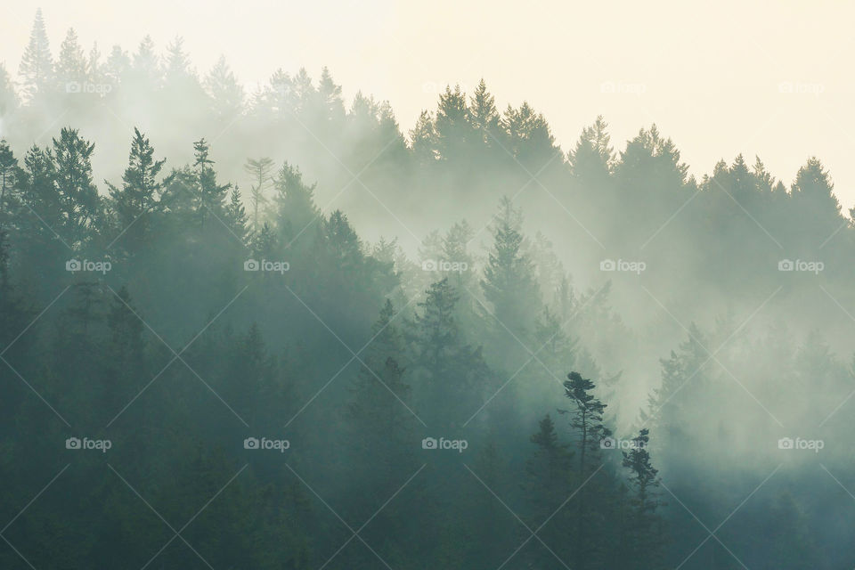 Fog in the forest