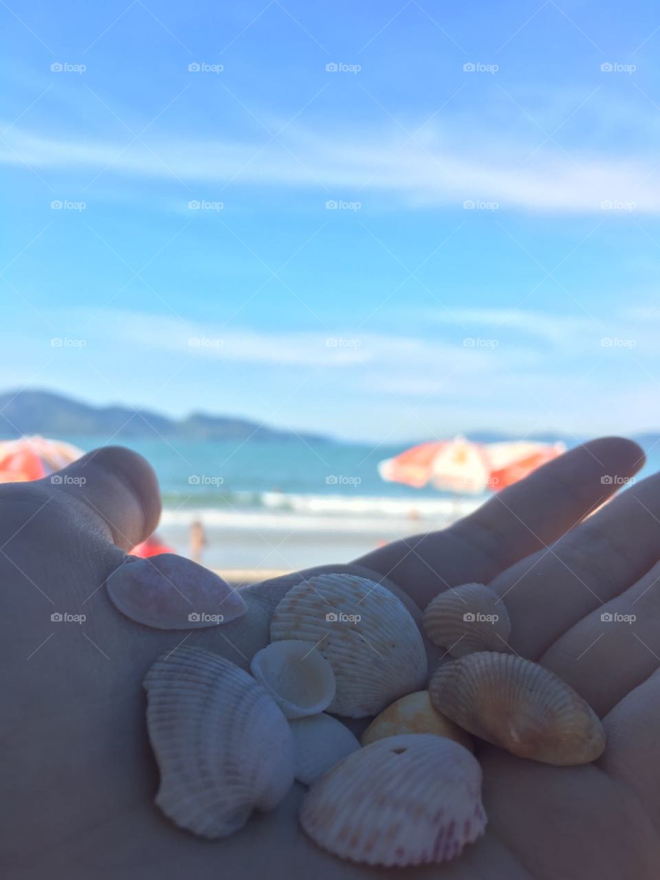 Beach, Sea, Seashore, Ocean, Seashell