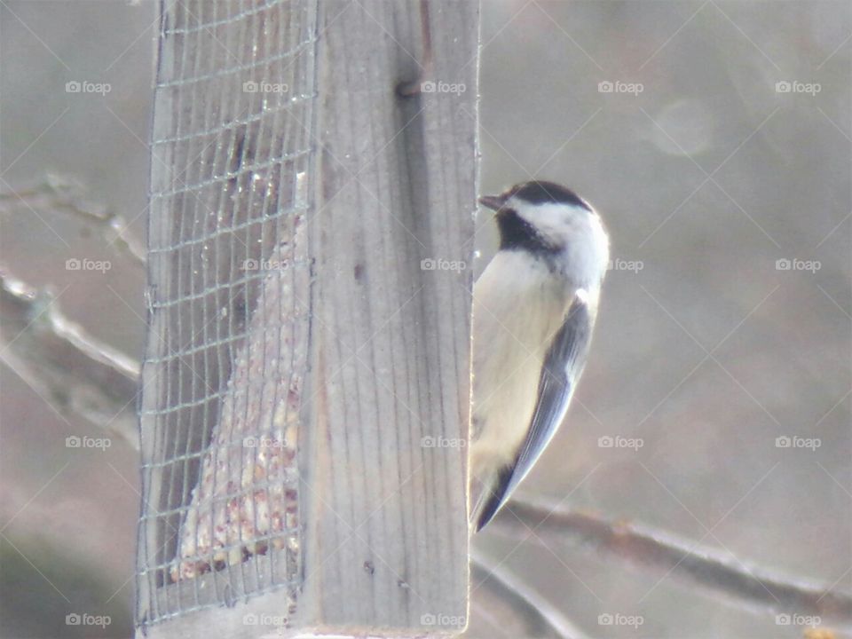 chickadee eating suet.