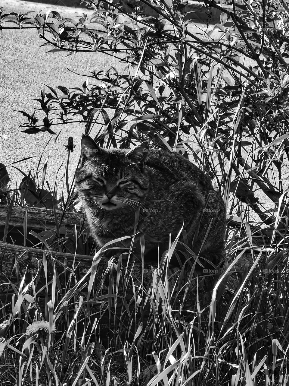 Forest day outdoor nature greens wild forest greens sky clouds moody cat