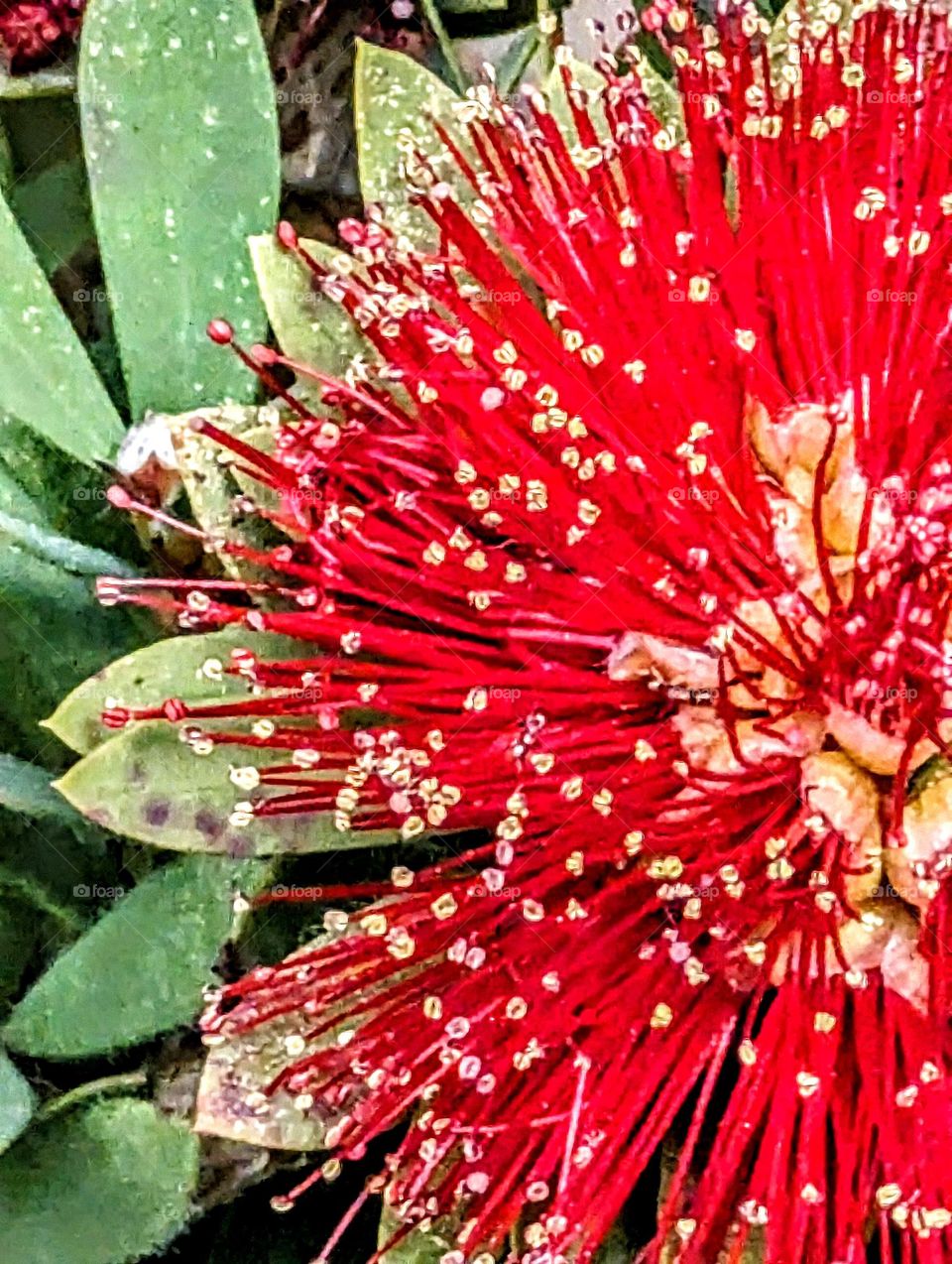 Movement in A Hawaiian Forest
