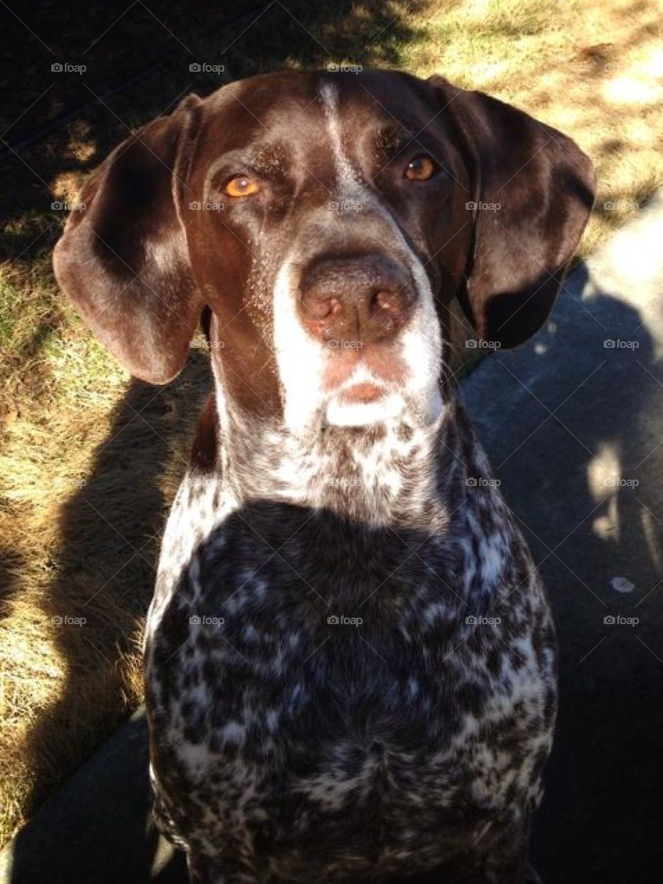 German short hair dog