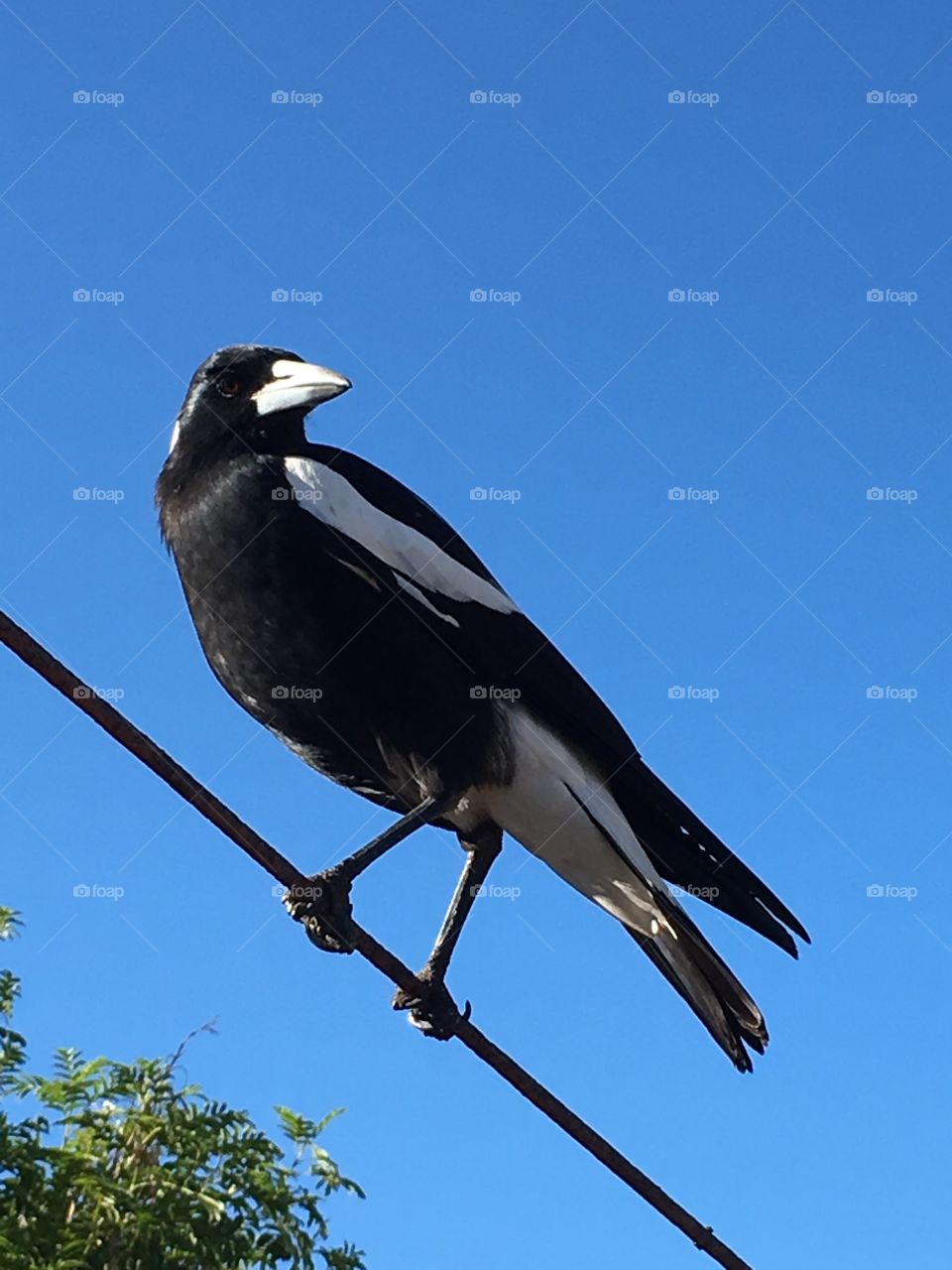 Alert magpie, standing on a high clothesline wire, contrasted beautifully against a bright clear blue sky closeup