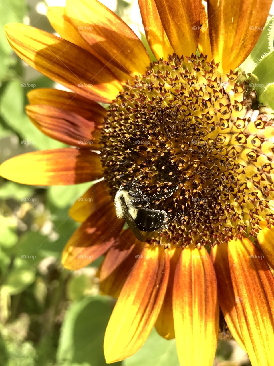 Pollen covered honeybees 