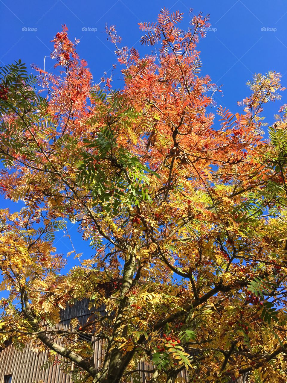Tree in autumn 