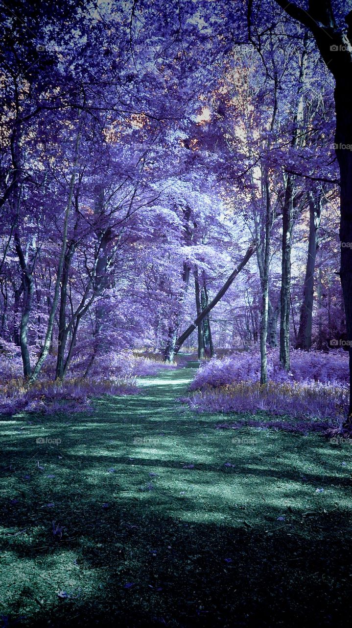 Hertfordshire Woods