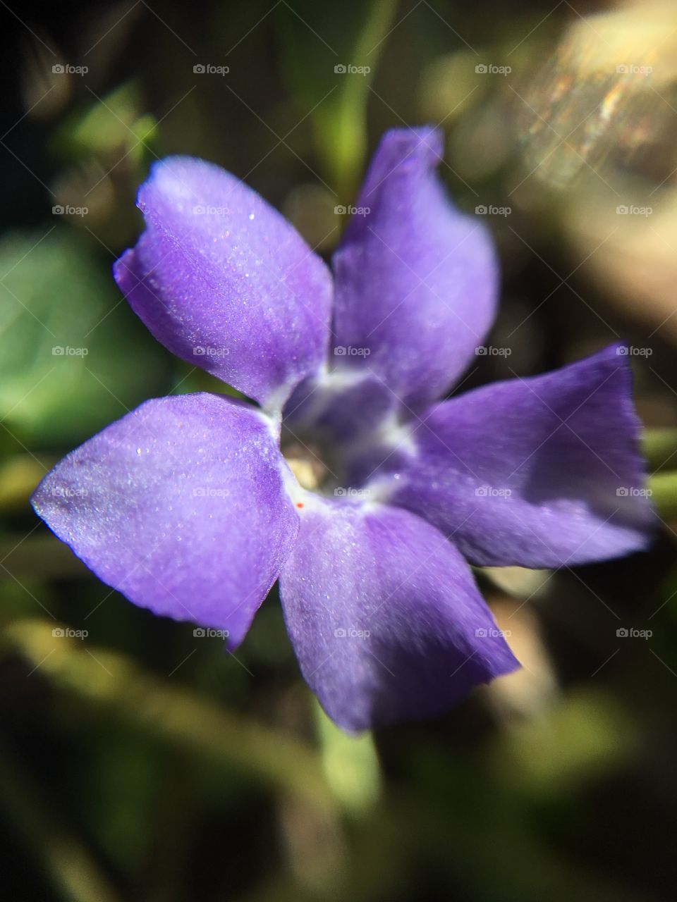 Violet flower