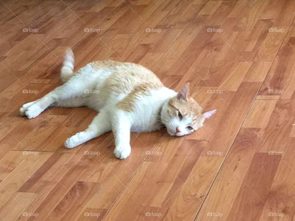 Tom the cat sprawled out onto the living room floor. Getting sleepy eyes half open.