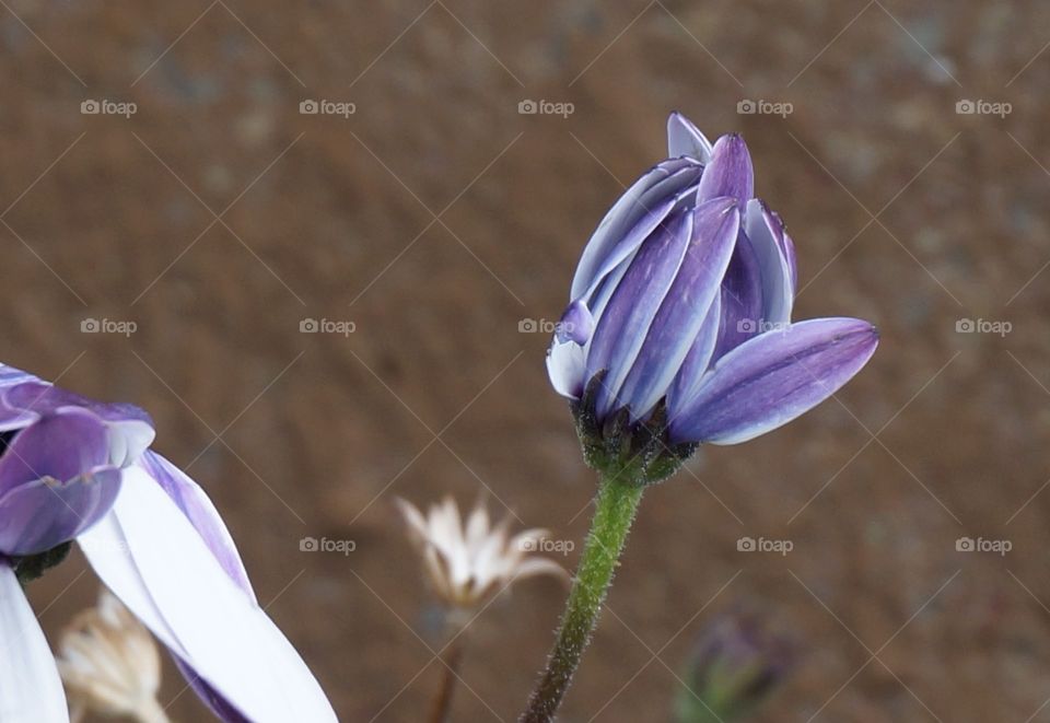 Close up on flower petals and hairs visible on stem stalk.