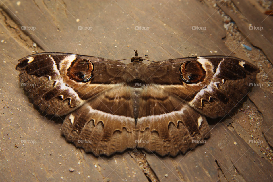 a moth with wings wide spread