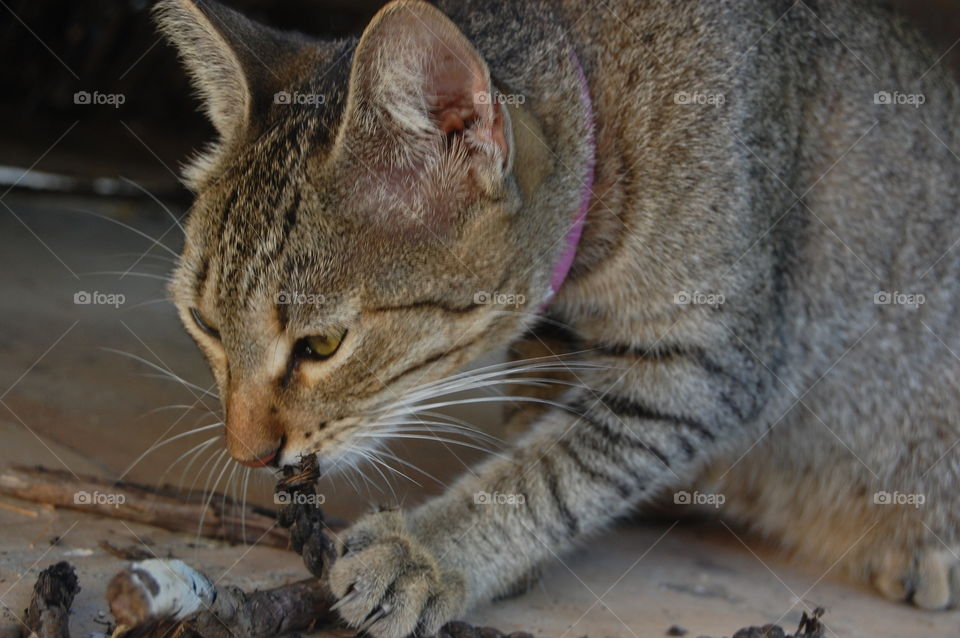 Cat playing with rope 