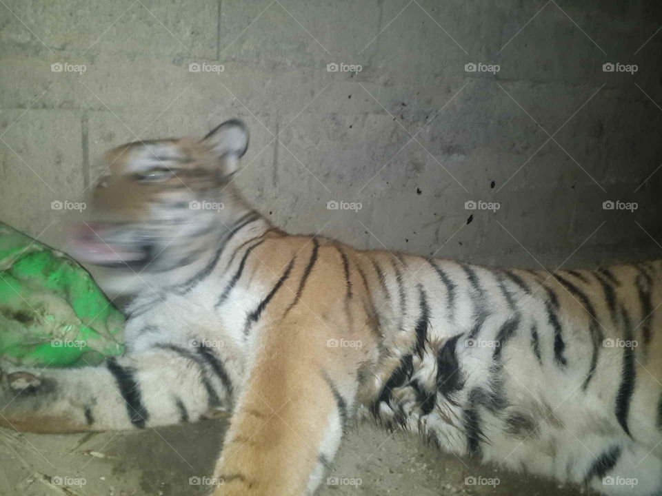 Tiger cub shaking his head
