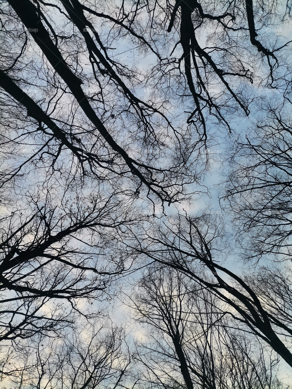 Silhouettes of trees against a blue sky