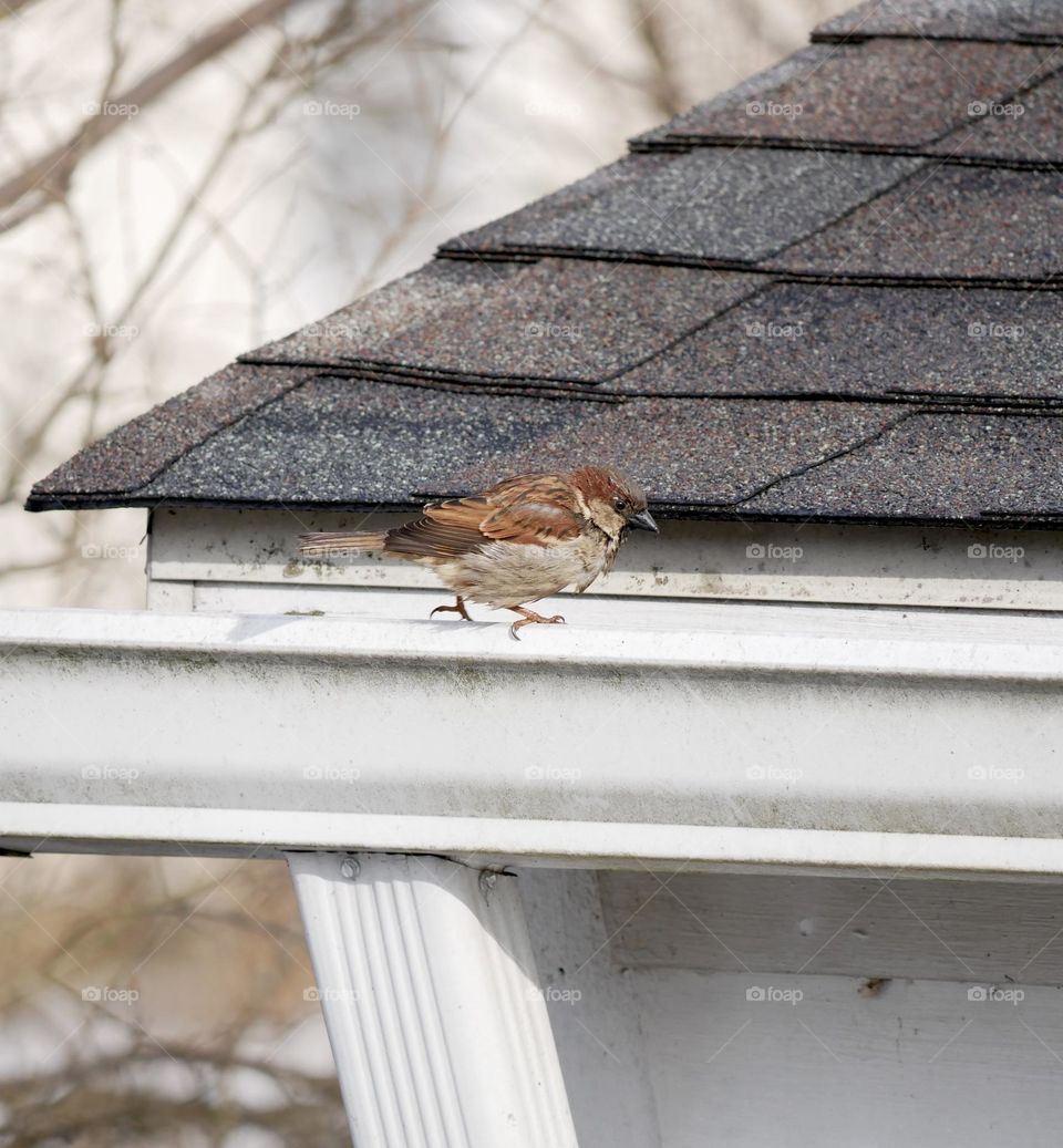 Birds are enjoying the mild weather, the sunshine, the slight breeze, and a chance for food!